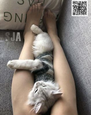 国产黄蝶_剧情片日韩免费观看